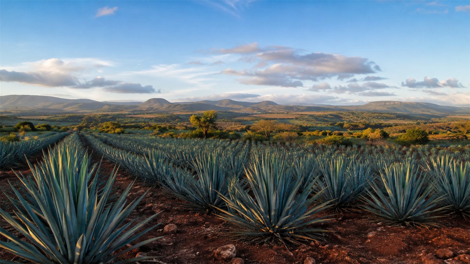 Rows of blue agave plants across red soil in the Jalisco highlands, with hills and open sky behind